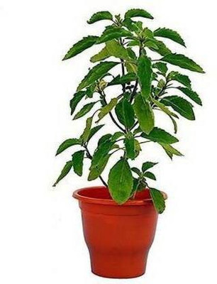 My Dream Nursery Tulsi Plant(Hybrid, Pack of 1)