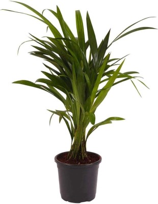 greenhousestore Lemon Grass Plant(Hybrid, Pack of 1)