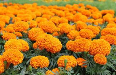 ARYAN EVERGREEN marigold/gende ka phool flower seeds Seed(25 per packet)