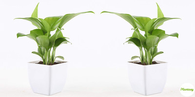 Bakuchi Money Plant(Hybrid, Pack of 1)