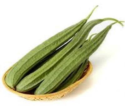 MAMONI TRADERS Arka Prasan Ridge gourd vegetable seeds 100 seeds per pack. Seed(50 per packet)