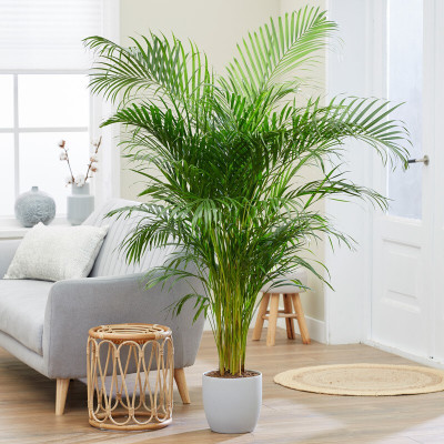 Cloud Farm Areca Palm(Hybrid, Pack of 1)