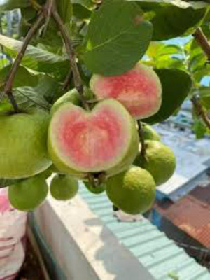 rimi Guava Plant(Hybrid, Pack of 1)