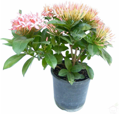 Bakuchi Trothic Ixora/Chethi Plant(Hybrid, Pack of 1)