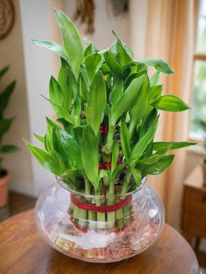 PETALFLEUR Two Layer Bamboo Plant(Hybrid, Pack of 1)