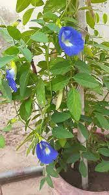Aquinnah Aparajita/ Butterfly Pea Plant(Hybrid, Pack of 1)