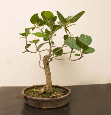 BALA PLANT CREATION Ashok Plant(Pack of 1)