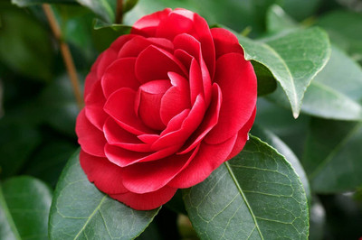 Aquinnah Rose Plant(Hybrid, Pack of 1)