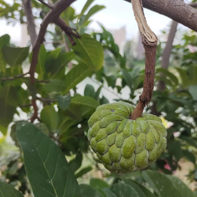 Corofitam Custard Apple Plant(Hybrid, Pack of 1)
