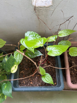 rimi Betel Leaf Plant(Hybrid, Pack of 1)