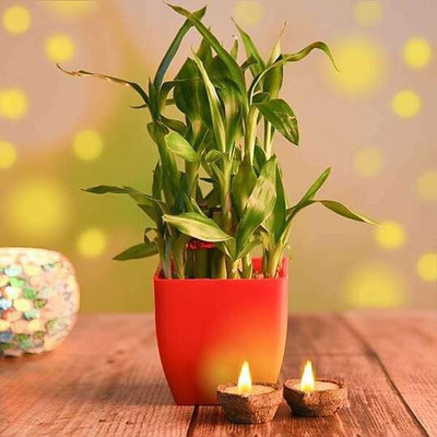 VamiJen Money Plant(Hybrid, Pack of 1)