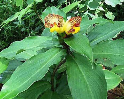 Platone Anthurium Violet Tail Flamingo Flower lace Plant(Hybrid, Pack of 1)