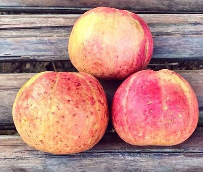 KrishnaNursery Guava Plant(Hybrid, Pack of 1)