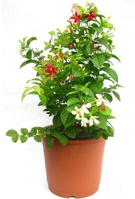 PEEPALSFARM Madhumalti/Rangoon Creeper(Hybrid, Pack of 1)