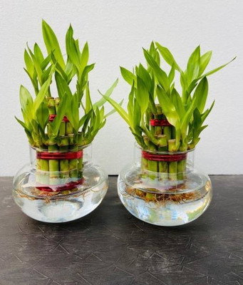 AGRAWBIC Two Layer Bamboo Plant(Hybrid, Pack of 1)