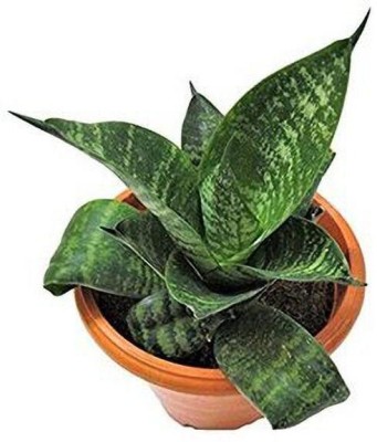 Oxygreenplant Snake Plant(Hybrid, Pack of 1)