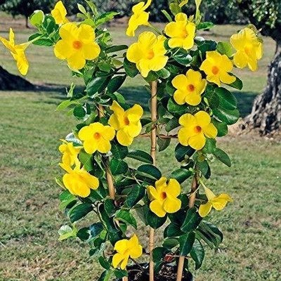 rimi Night Bloom Jasmine Plant(Hybrid, Pack of 1)