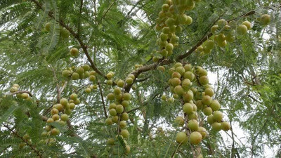 rimi Amla Plant(Hybrid, Pack of 1)