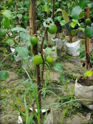 rimi Ber Apple Plant(Hybrid, Pack of 1)