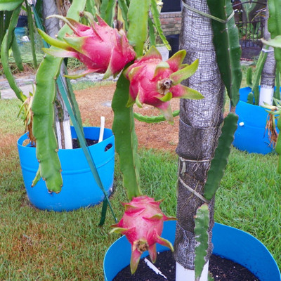 Cloud Farm Dragon Tree(Hybrid, Pack of 1)