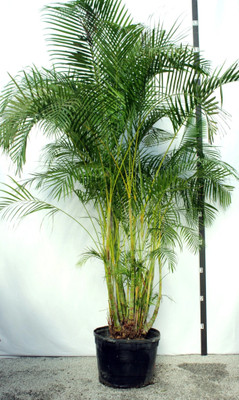 Bakuchi Areca Plam(Hybrid, Pack of 1)