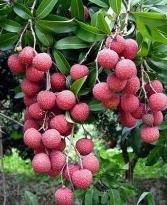 KrishnaNursery Litchi Plant(Hybrid, Pack of 1)