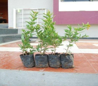 Khushi Prova Pomegranate Plant(Hybrid, Pack of 1)