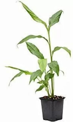 Bakuchi Elaichi/Cardamom Plant(Hybrid, Pack of 1)