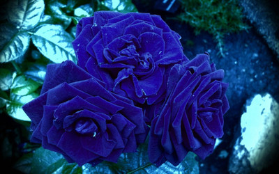 FELCHARIES Rose Plant(Hybrid, Pack of 1)