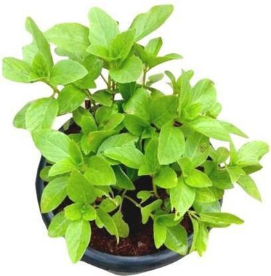 PB EVERGREEN Tulsi Plant(Pack of 1)