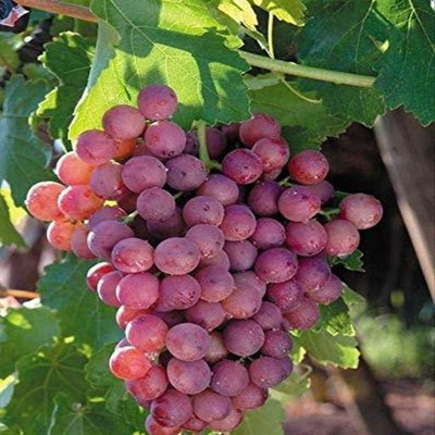 Bakuchi Grape Plant(Hybrid, Pack of 1)