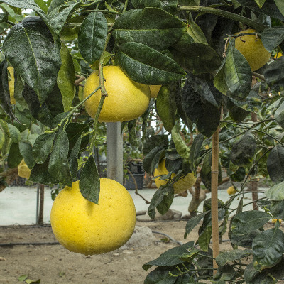 Oxygreenplant Lemon Plant(Hybrid, Pack of 1)