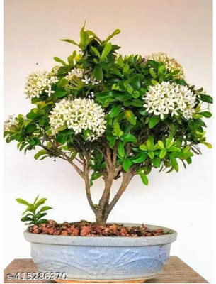 KrishnaNursery Ixora Plant(Hybrid, Pack of 1)