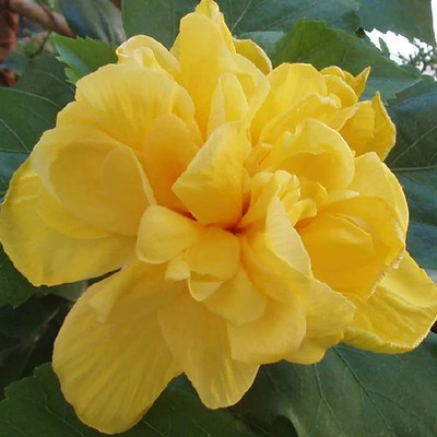 PlantNature Hibiscus Plant(Hybrid, Pack of 1)