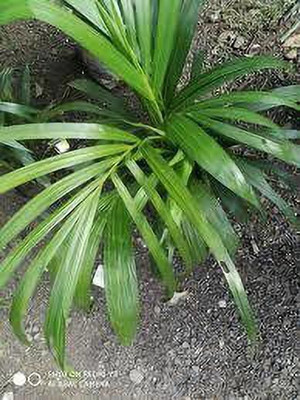 Bakuchi Areca Palm(Hybrid, Pack of 1)