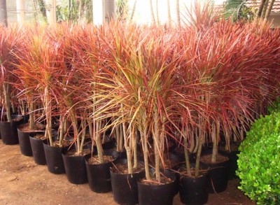 Platone Dracaena marginata Plant(Hybrid, Pack of 1)