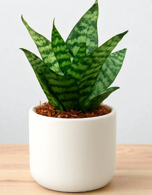 GrowBunny Snake Plant(Pack of 1)