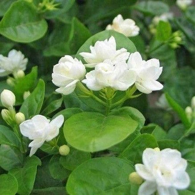 Bakuchi Jasmine Plant(Hybrid, Pack of 1)