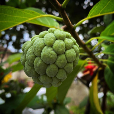 Bakuchi Custard Apple Plant(Hybrid, Pack of 1)