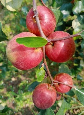 My Dream Nursery Ber Apple Plant(Hybrid, Pack of 1)