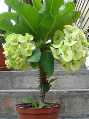 greenhousestore Euphorbia Plant(Hybrid, Pack of 1)