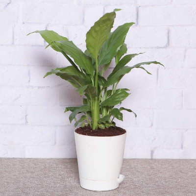 Bakuchi Lily Plant(Hybrid, Pack of 1)