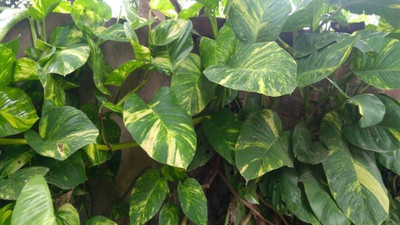 Aquinnah Money Plant(Hybrid, Pack of 1)