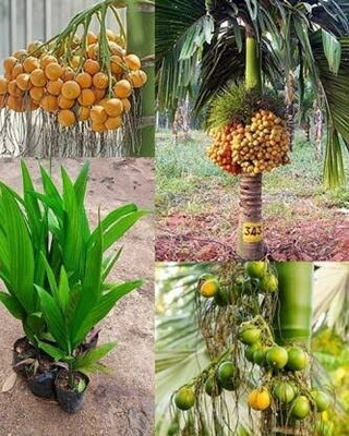 MAITRA AND SON Betel Nut/Supari Plant sapling(Hybrid, Pack of 1) Lowest ...