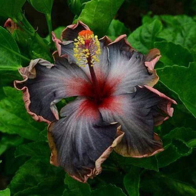 Bakuchi Hibiscus Plant(Hybrid, Pack of 1)