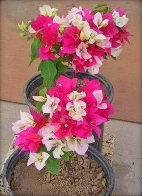 Bakuchi Baugainvillea Plant(Hybrid, Pack of 1)