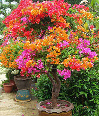 Cloud Farm Baugainvillea Plant(Hybrid, Pack of 1)