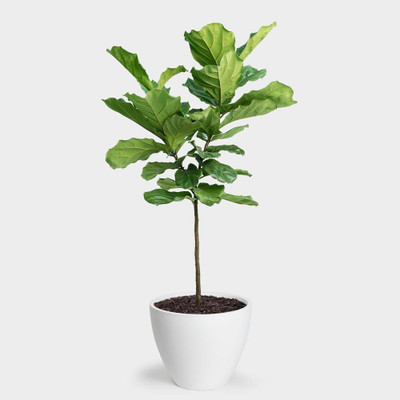 Cloud Farm Fiddle Leaf Fig Plant(Hybrid, Pack of 1)