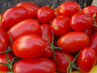 ENINE Tomato Seed(1000 per packet)
