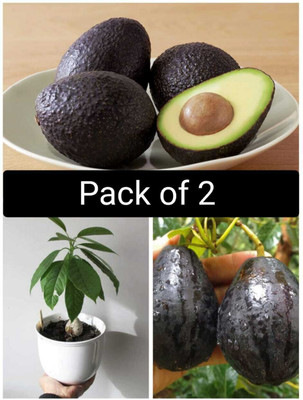 Bakuchi Avocado Plant(Hybrid, Pack of 1)